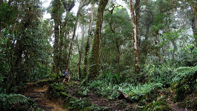 Costa Rica <strong>Monteverde Nebelwald</strong>