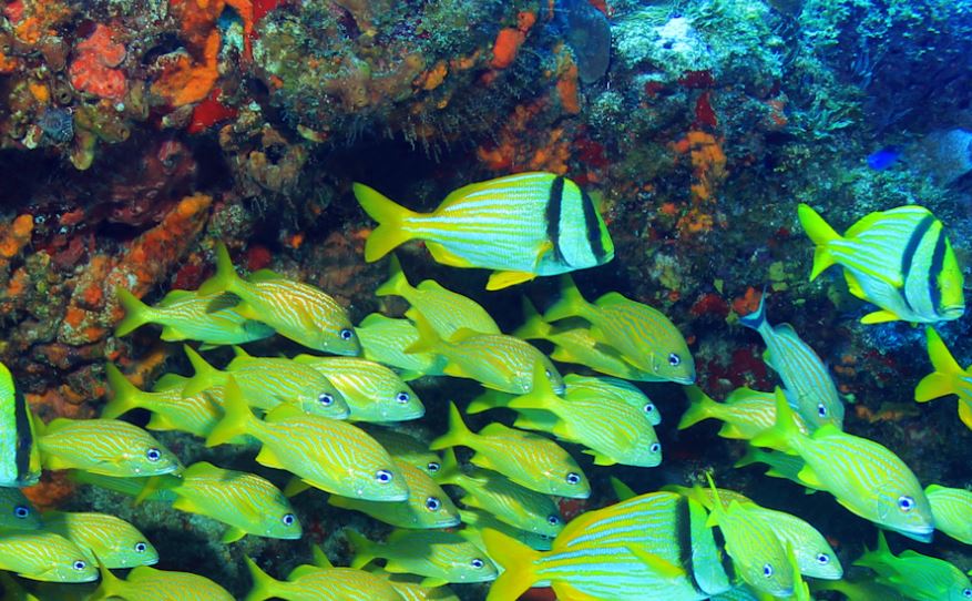 Fische Karibik