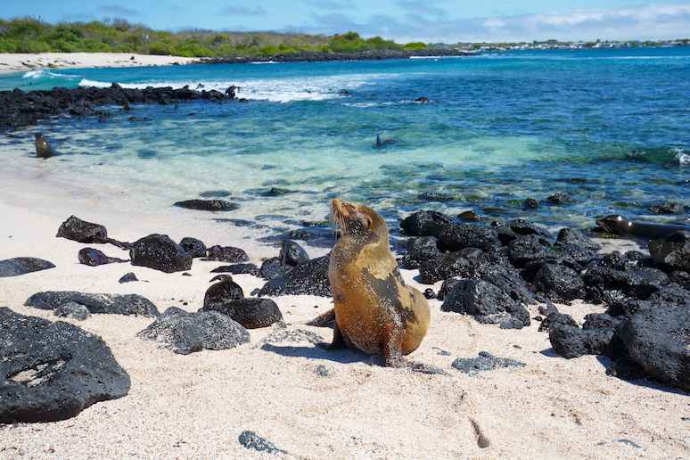 Seerobbe Ecuador Galapagos