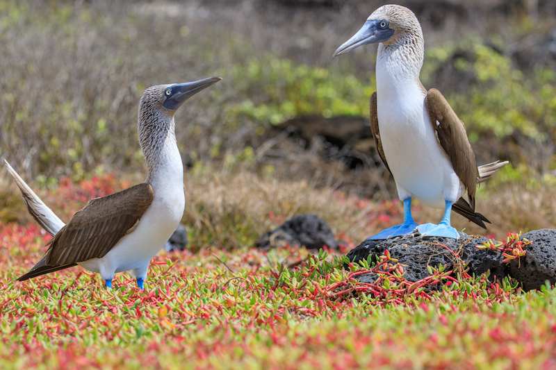 Blaufußtölpeln auf den Galapagos
