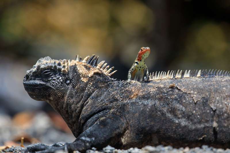 Leguan auf den Galapagos Ecuador