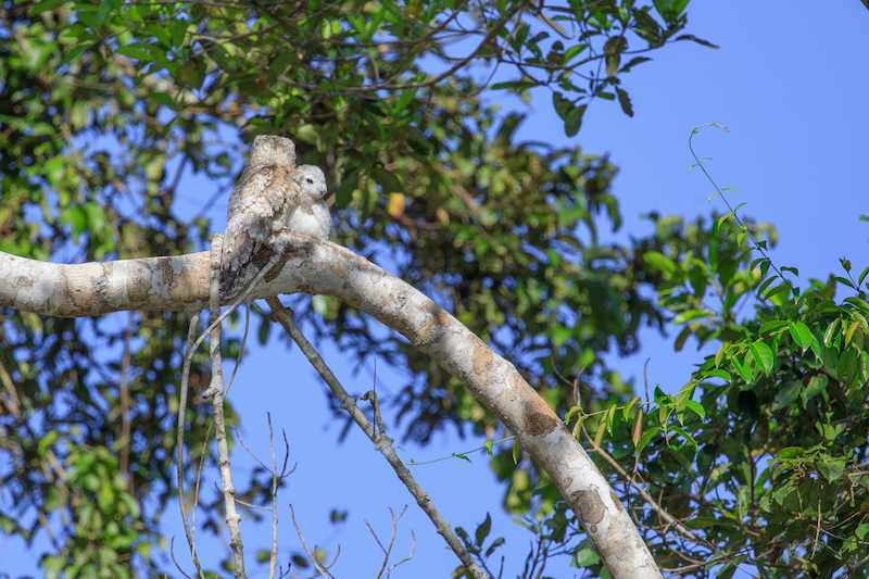 Eule Ecuador auf Baum