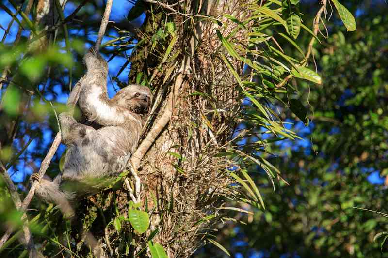 Faultier auf den Galapagos