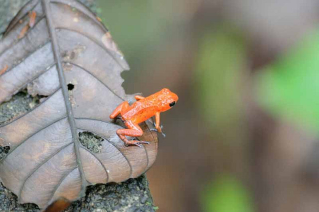 Frosch Tortuguero National Park Costa Rica