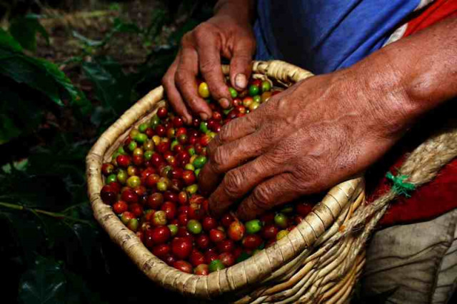 Kaffeebauer Kolumbien