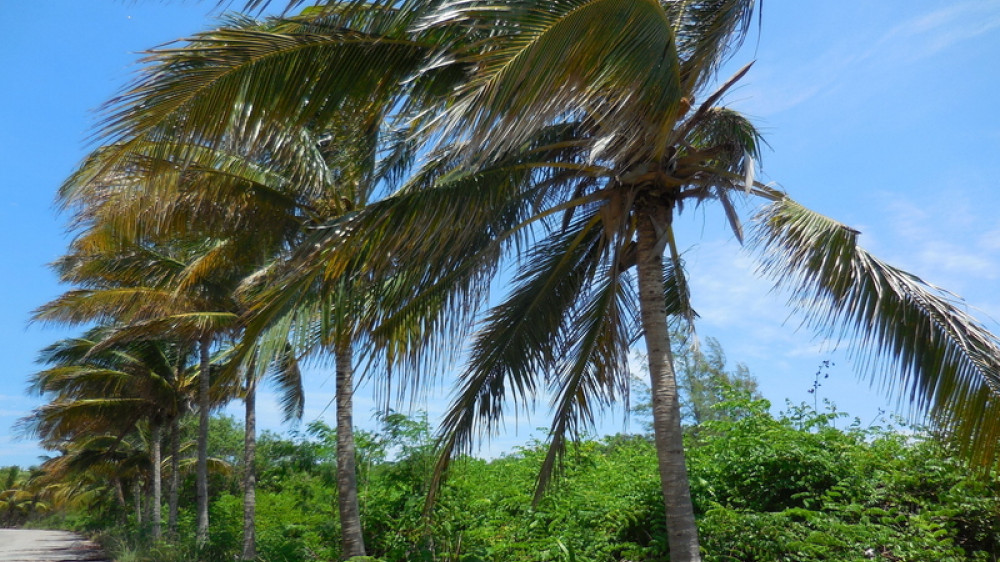 Palmen auf dem Weg zur Cayo Jutias ()
