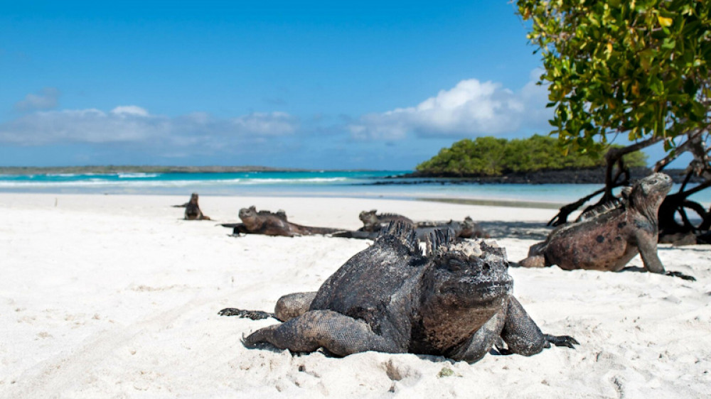 Tortuga Bay Santa Cruz ()