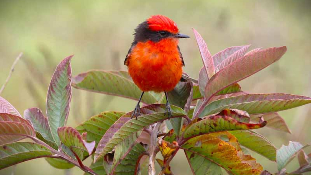Roter Vogel sitzt auf Blume ()