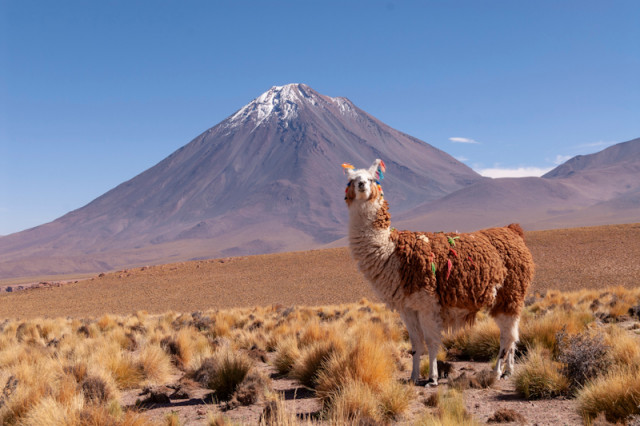 Lama im Hochland