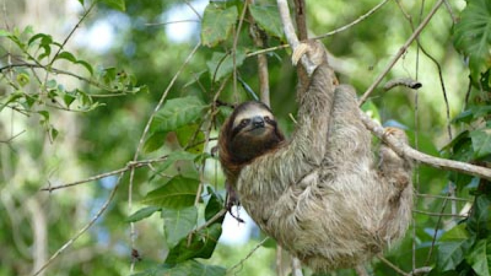 Faultier in Costa Rica ()