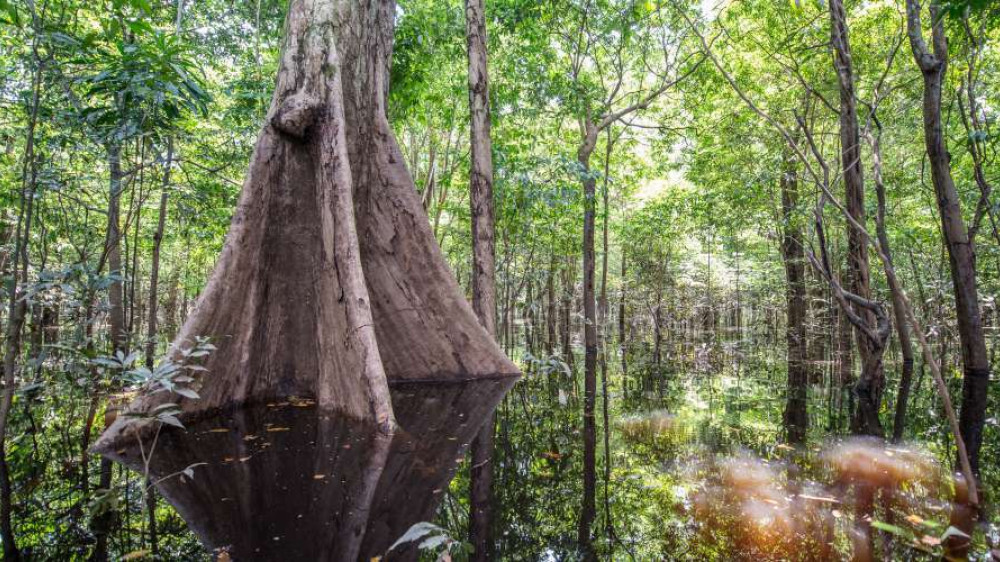 Regenwald (aventura do brasil)