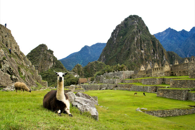 Lamas in Machu Picchu