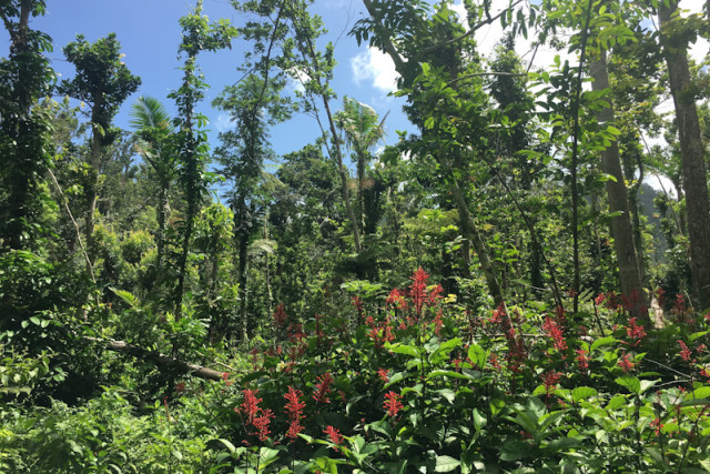 Regenwald El Yunque