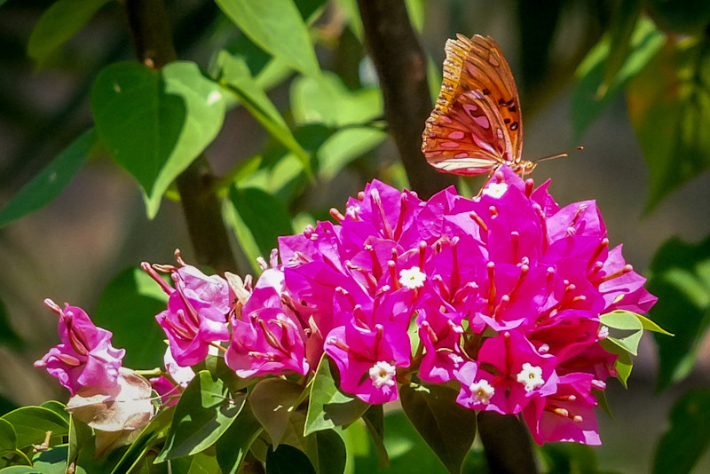 Bougainvillea