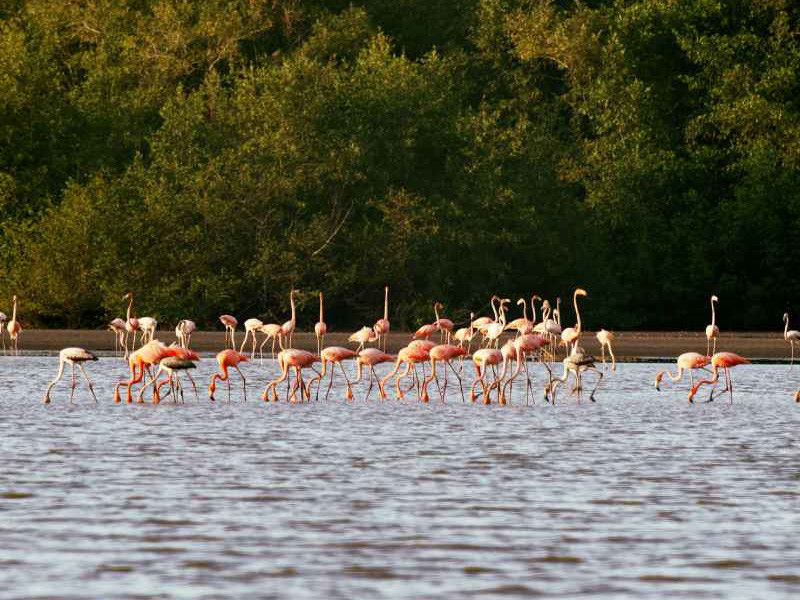 Bigi Pan Flamingokolonie