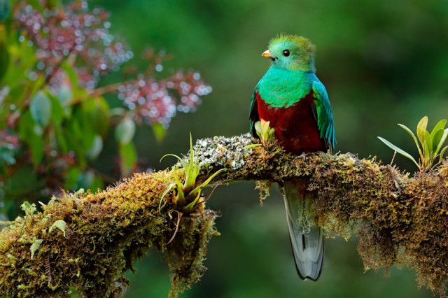 Quetzal im Regenwald