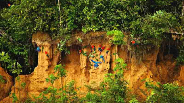 <strong>Dschungelabenteuer in der Posada Amazonas Lodge</strong> - Posada Amazonas Lodge