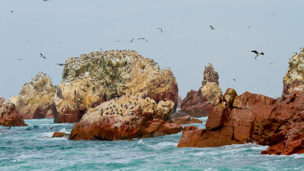 Islas Ballestas (Manuel Medir )