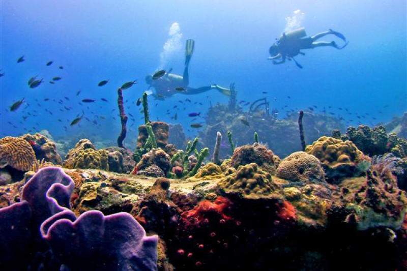 Unterwasserwelt Dominica
