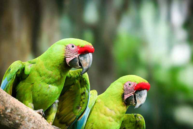 Papagai costa rica