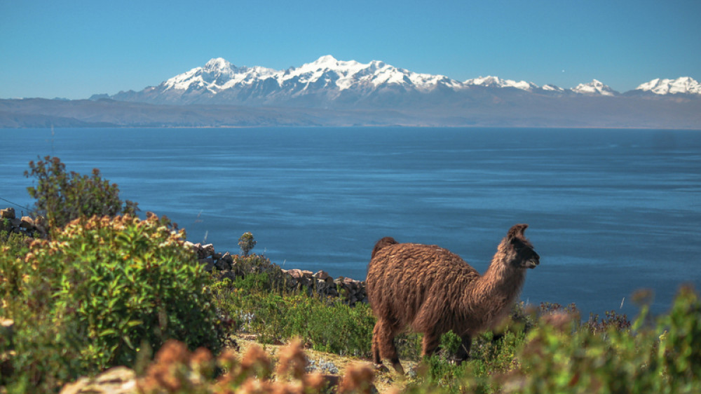 Lama auf der Sonneninsel ()