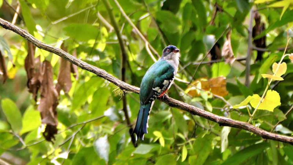 Kubanischer Nationalvogel ()