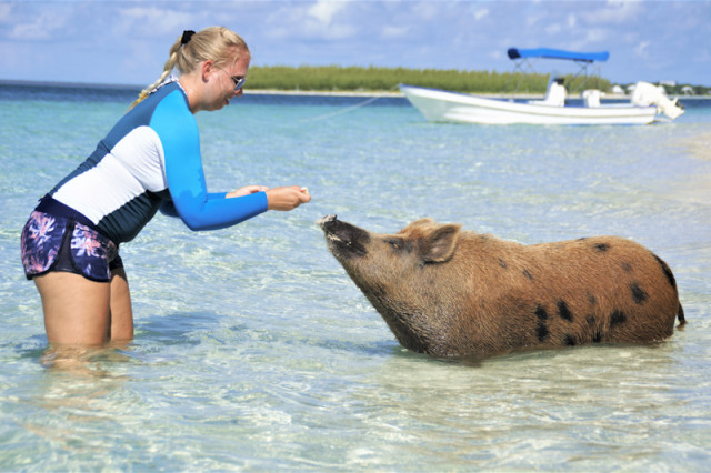 Schwimmende Schweine auf den Bahamas