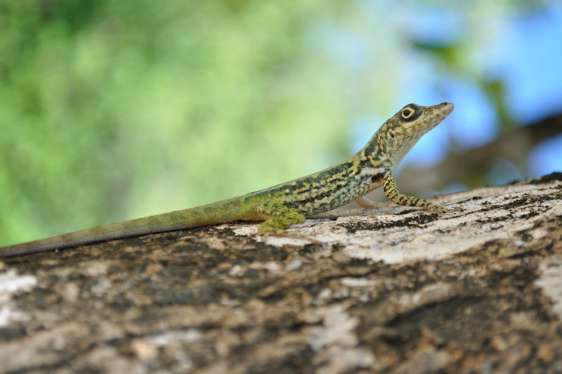 Anolis Martinique