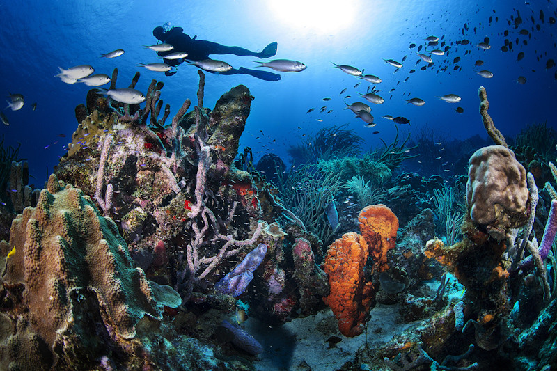 Unterwasserwelt Curacao