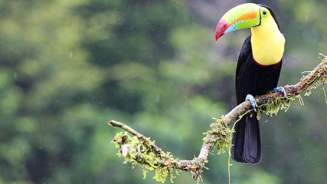 Costa Rica <strong>Regenwald am Rio San Carlos</strong>