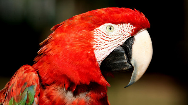 <strong>Tierbeobachtung im Pantanal</strong>