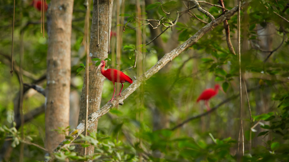 Vögel auf Trinidad ()
