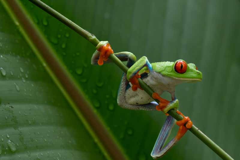 Frosch Costa Rica