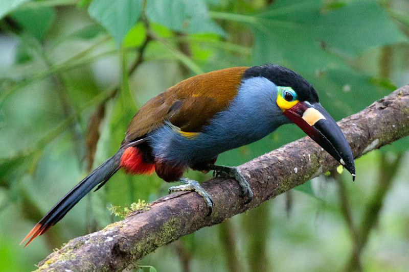 Farbenprächtige Vogelwelt im Yunguilla Naturreservat