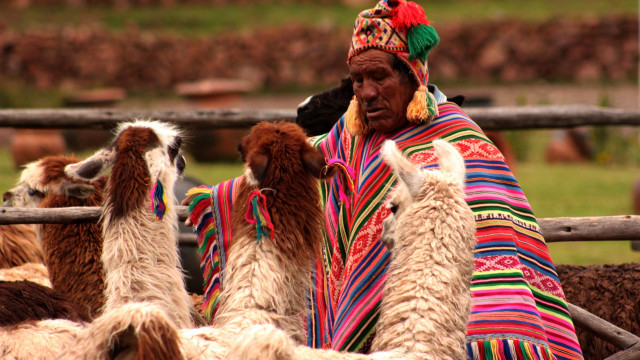 Mensch mit Alpacas 