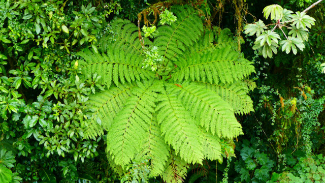 <strong>Trekking im Nationalpark Corcovado</strong>