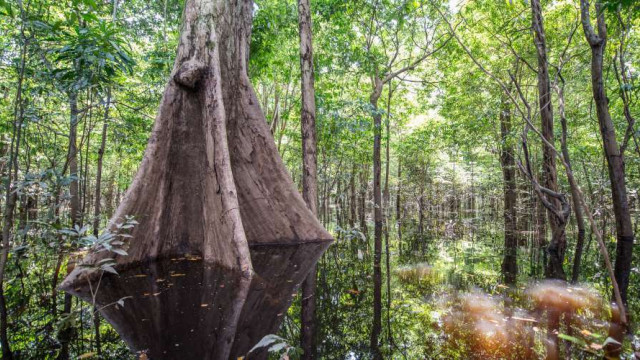 <strong>Amazonas Regenwald-Abenteuer</strong>