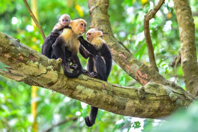 Affe im Nationalpark Costa Rica