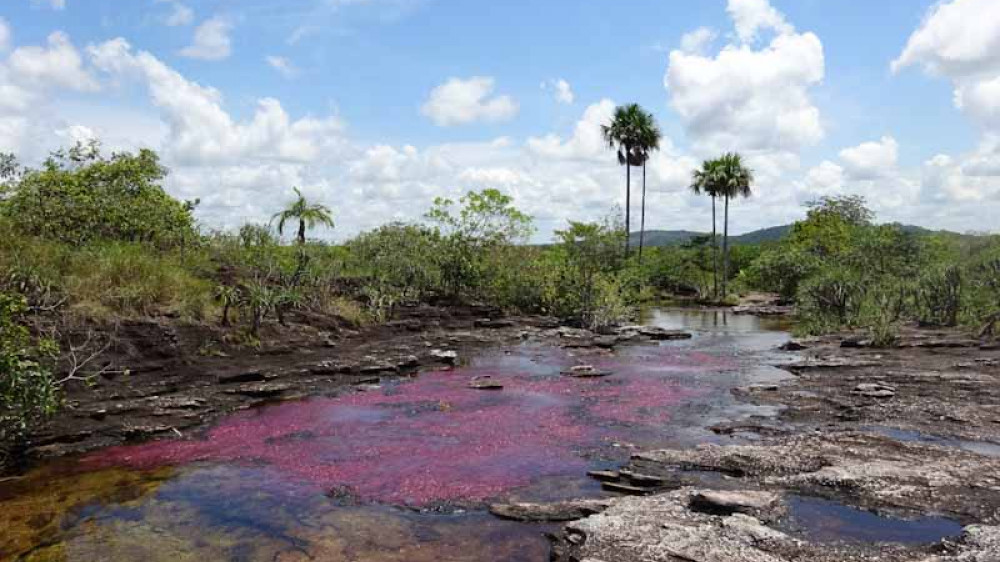 Cao Cristales ()