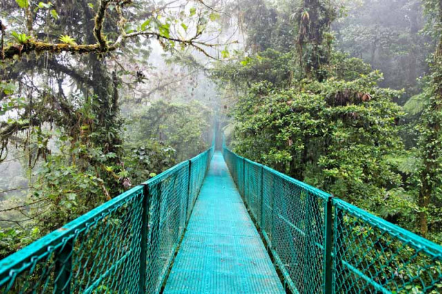 Monteverde Nebelwald Costa Rica
