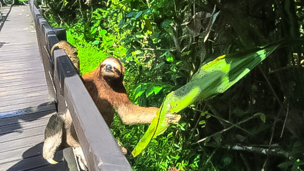 Faultier hngt am Laufsteg im Nationalpark Cahuita ()