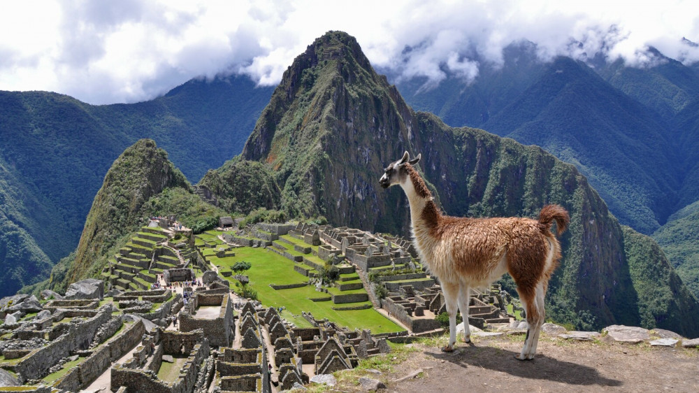 Lama in Machu Picchu ()