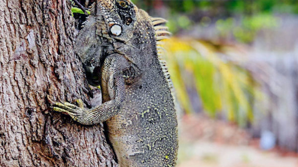 Leguan ()
