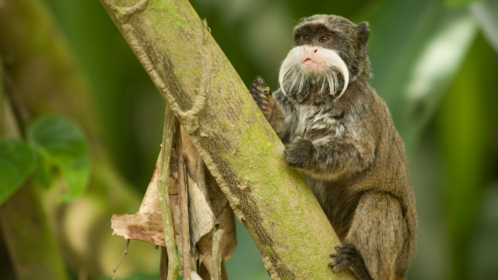 Affe im Manu Nationalpark ()