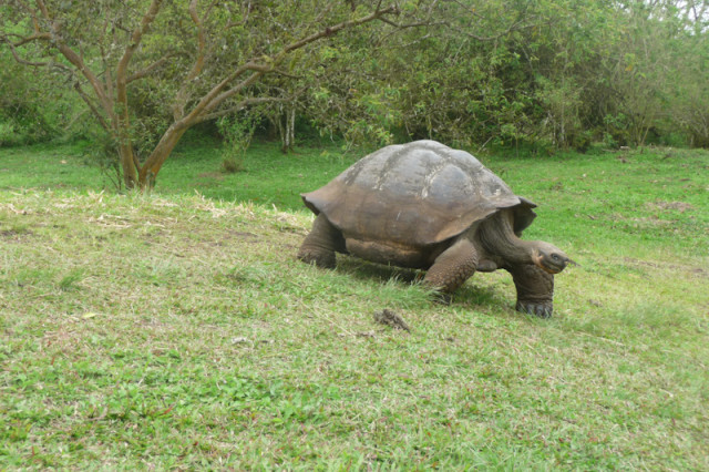 Galapagos Schildkr?te