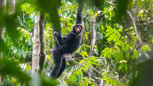 <strong>Guyana Naturreise</strong>