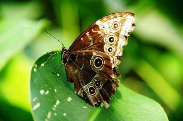 Schmetterling Costa Rica