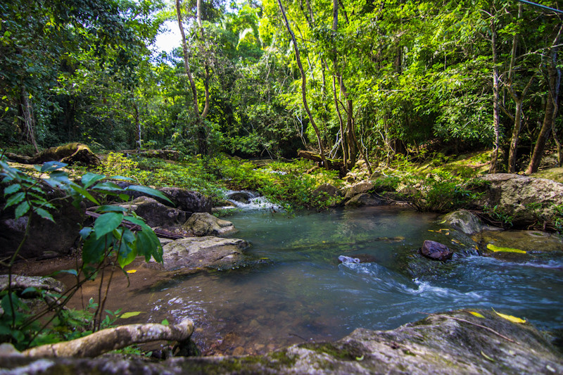 Regenwald Bocawina Rainforest Resort