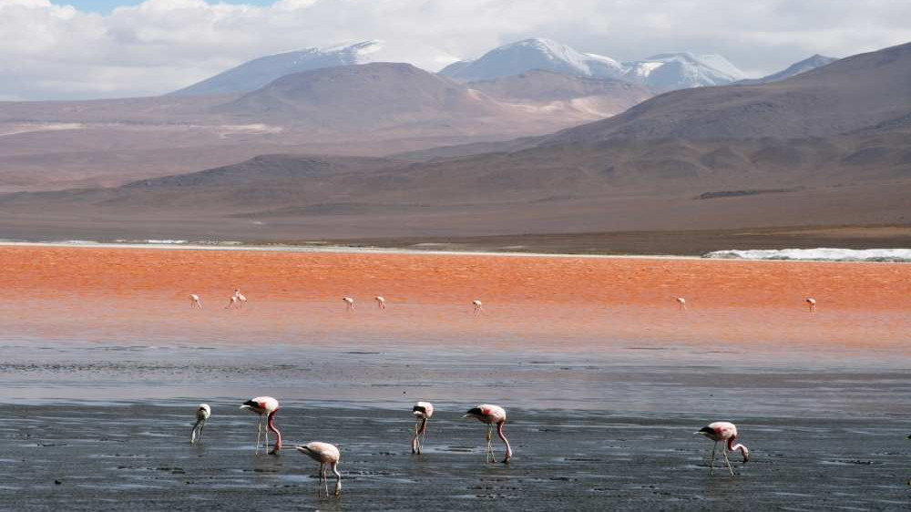 Laguna Colorada ()