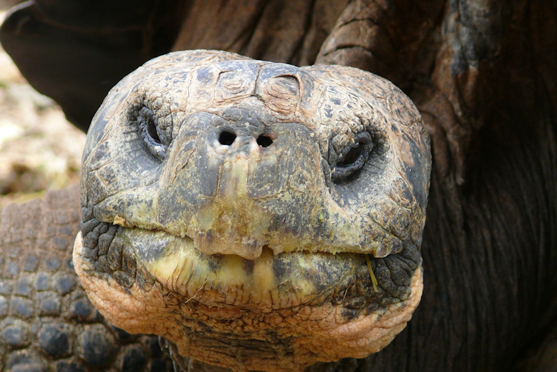 Galpagos Schildkrte_Kopf